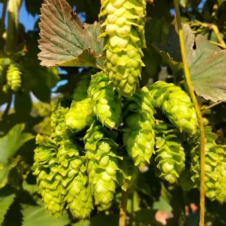 Casa Del Luppolo Apartamento Moneglia