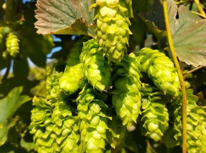 Casa Del Luppolo Lägenhet Moneglia